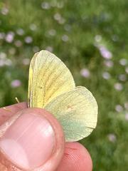 Colias canadensis