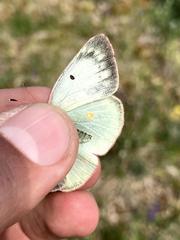 Colias canadensis