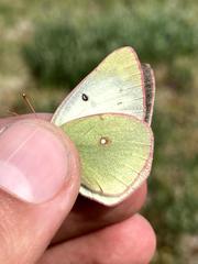 Colias canadensis