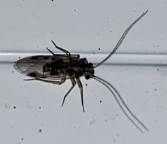 Psocinae