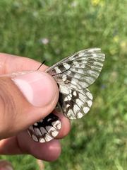 Parnassius eversmanni