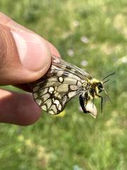 Parnassius eversmanni
