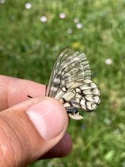Parnassius eversmanni