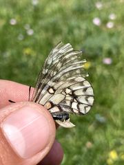 Parnassius eversmanni