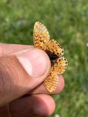Boloria alaskensis