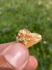 Boloria alaskensis