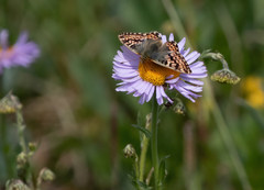 Boloria alaskensis