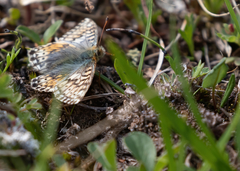 Boloria alaskensis