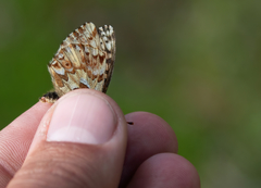 Boloria alaskensis