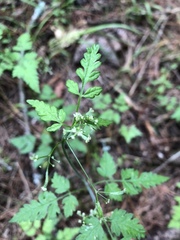 Osmorhiza mexicana