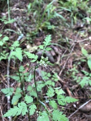 Osmorhiza mexicana