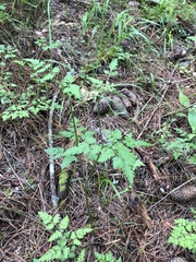 Osmorhiza mexicana