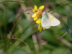 Colias canadensis