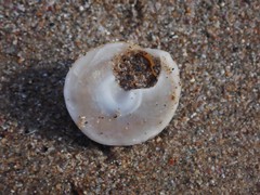Bellastraea squamifera