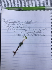 Plagiomnium venustum