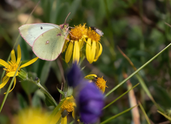 Colias canadensis
