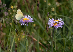 Colias canadensis