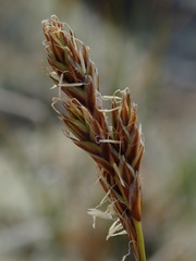 Carex phaeocephala