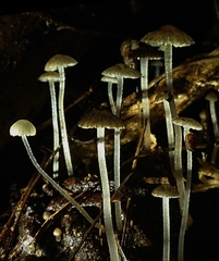 Pseudohydropus parafunebris