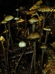 Pseudohydropus parafunebris