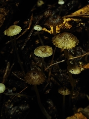 Pseudohydropus parafunebris