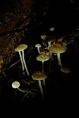 Pseudohydropus parafunebris