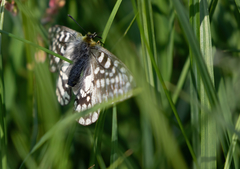 Parnassius eversmanni