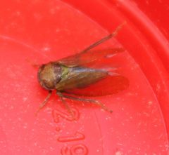 Iassus lanio