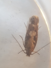 Caryocolum marmorea