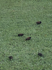 Lonchura atricapilla