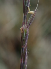 Festuca saximontana purpusiana