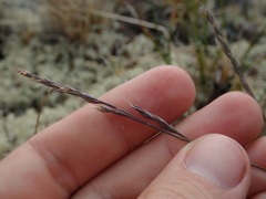 Festuca saximontana purpusiana