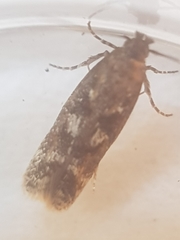 Caryocolum marmorea