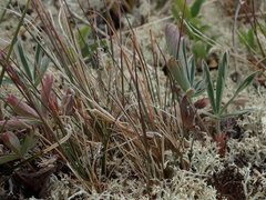 Festuca saximontana purpusiana