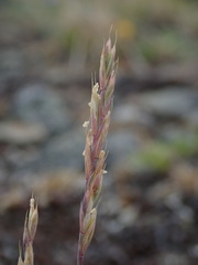 Festuca saximontana purpusiana
