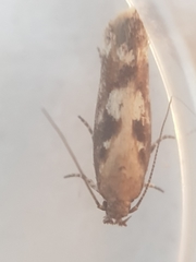 Caryocolum marmorea