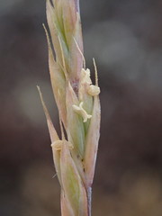 Festuca saximontana purpusiana