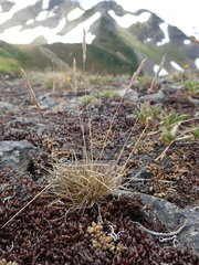 Festuca saximontana purpusiana