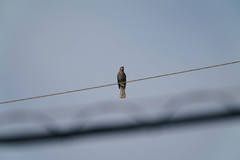 Hypsipetes amaurotis