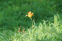 Hemerocallis fulva kwanso