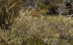 Acacia sphacelata recurva