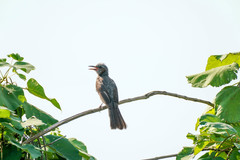 Hypsipetes amaurotis