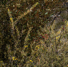 Acacia sphacelata recurva