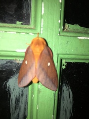 Anisota pellucida