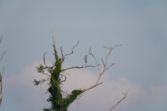 Ardea cinerea