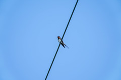 Hirundo rustica