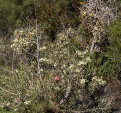Hakea obliqua