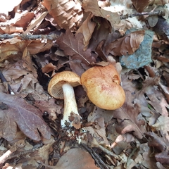 Cortinarius rubicundulus