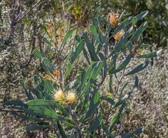 Hakea cinerea