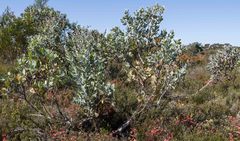 Eucalyptus pleurocarpa